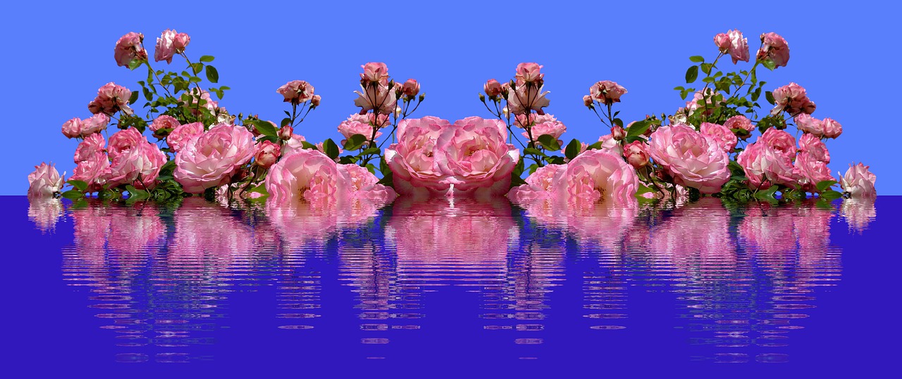 flowers, roses, pink roses-7668891.jpg